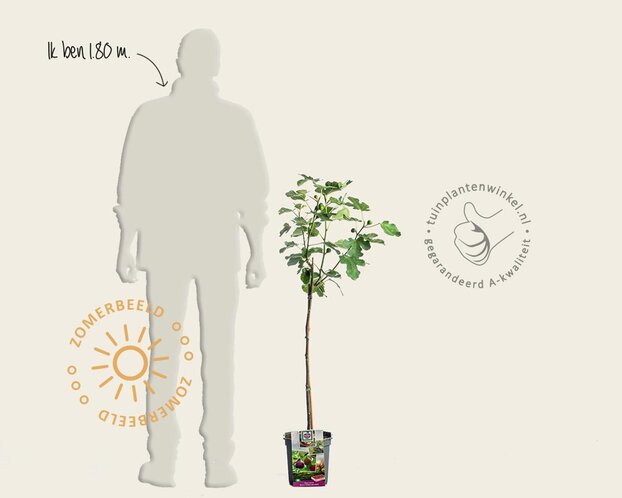 Ficus carica 'Brown Turkey' - op stam