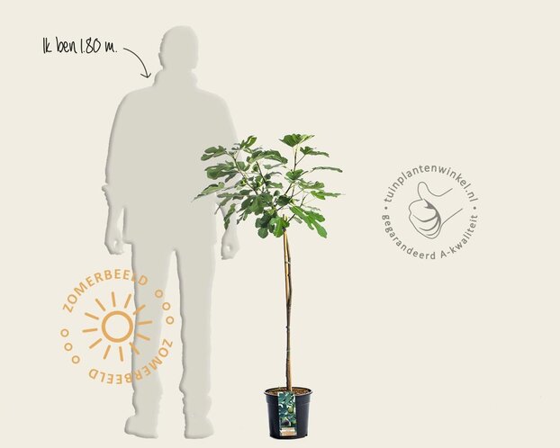Ficus carica 'Brown Turkey' - op stam