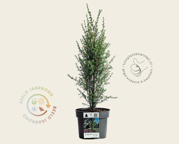 Juniperus communis 'Arnold'