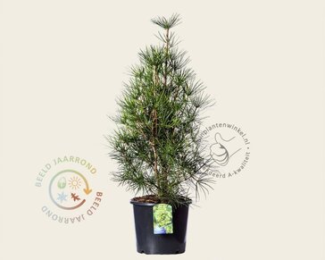 Sciadopitys verticillata
