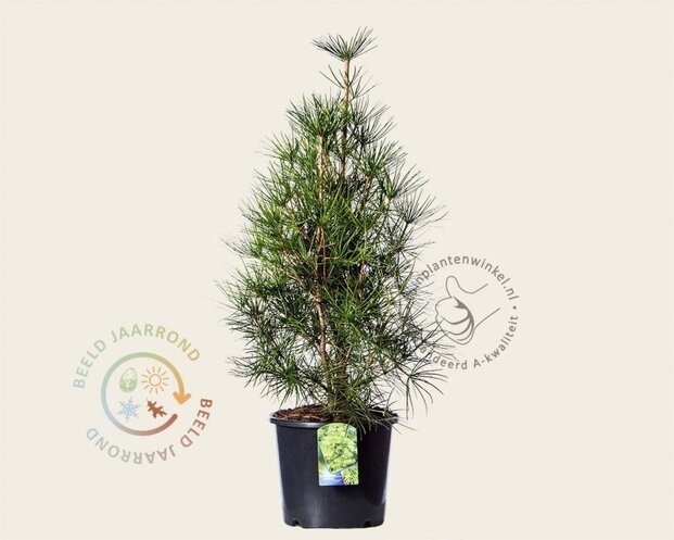 Sciadopitys verticillata