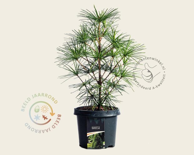 Sciadopitys verticillata