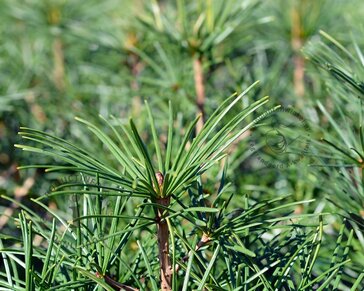 Sciadopitys verticillata