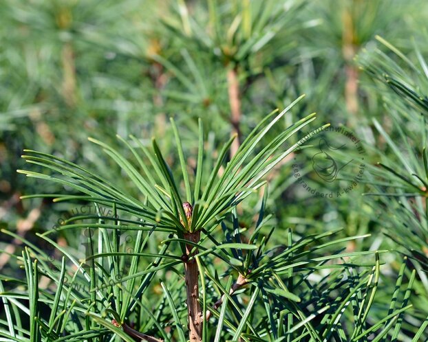Sciadopitys verticillata