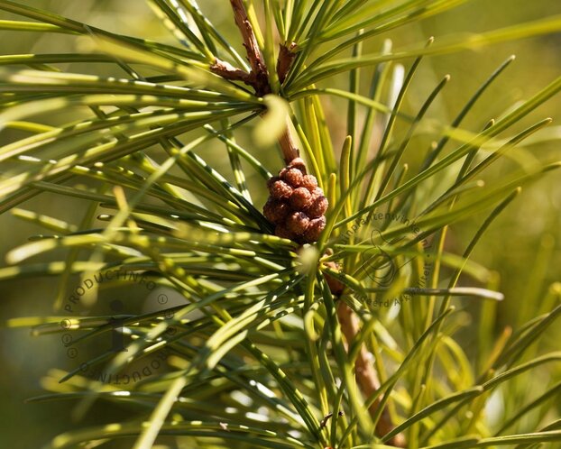 Sciadopitys verticillata