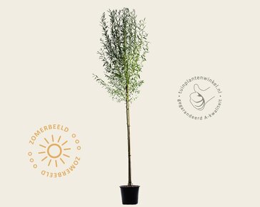 Salix alba