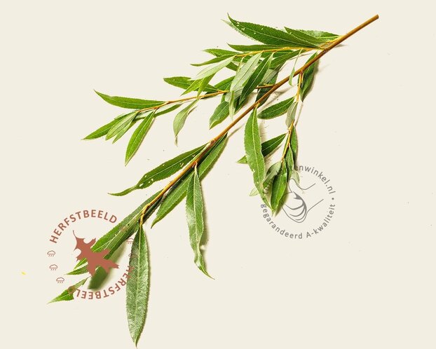 Salix alba