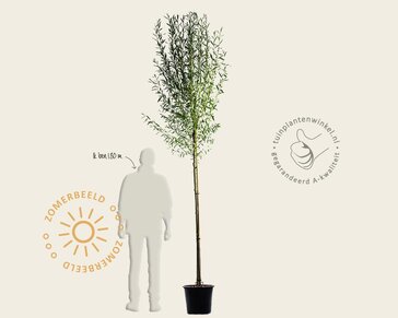 Salix alba