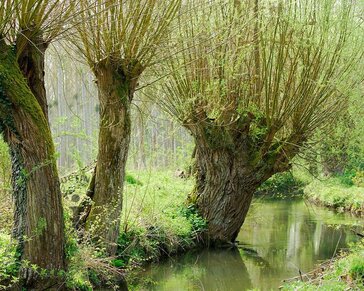 Salix alba