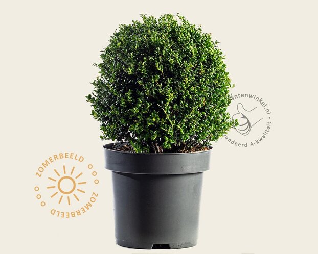 Ilex crenata 'Convexa' - bolvorm