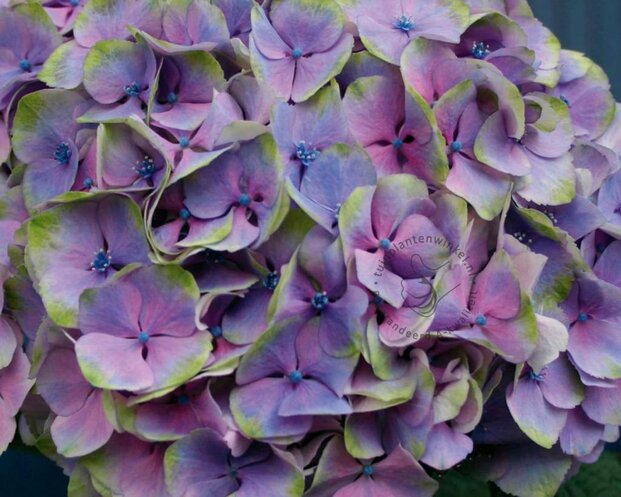 Hydrangea macrophylla 'Magical Harmony' (blauw)