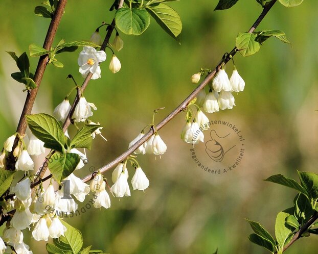 Halesia carolina - XL+