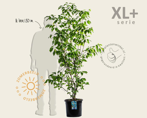 Halesia carolina - XL+