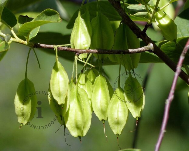 Halesia carolina - XL+