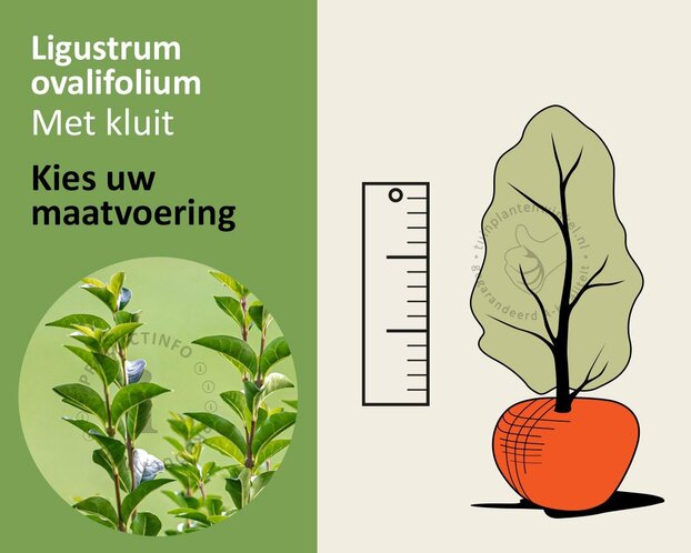 Ligustrum ovalifolium - kluit
