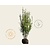 Ligustrum ovalifolium - kluit