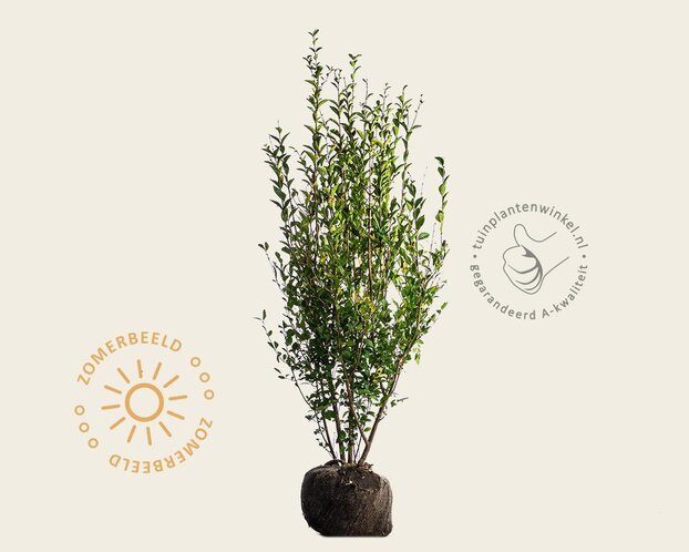 Ligustrum ovalifolium - kluit