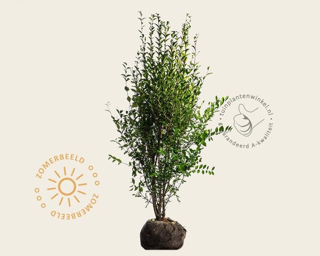Ligustrum ovalifolium - kluit