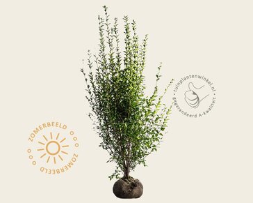 Ligustrum ovalifolium - kluit