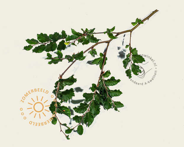 Fagus sylvatica - hoogstam
