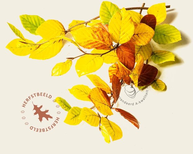 Fagus sylvatica - hoogstam