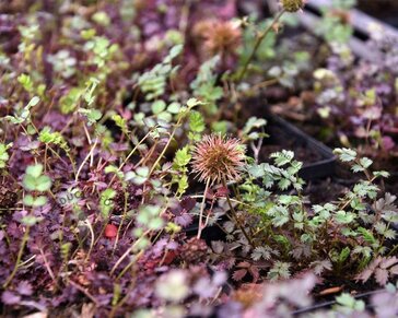 Acaena microphylla 'Kupferteppich'
