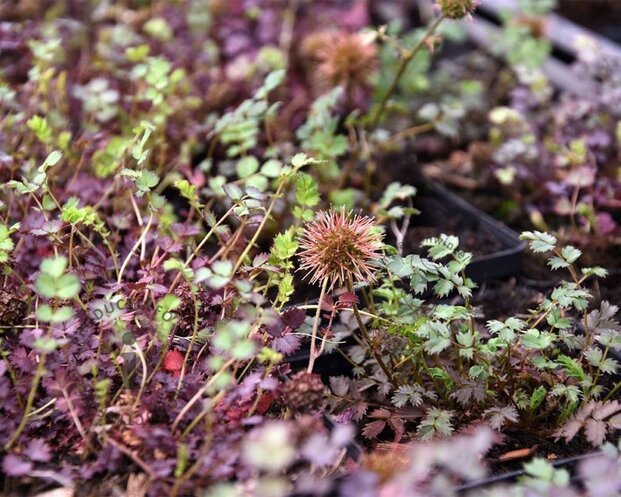 Acaena microphylla 'Kupferteppich'