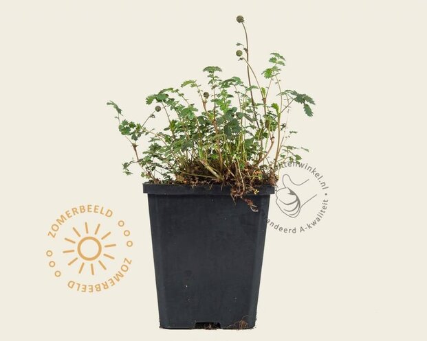 Acaena microphylla 'Kupferteppich'
