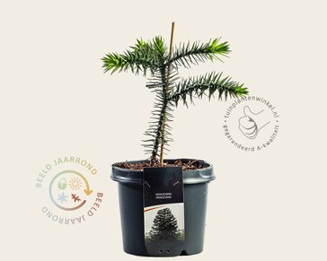 Araucaria araucana