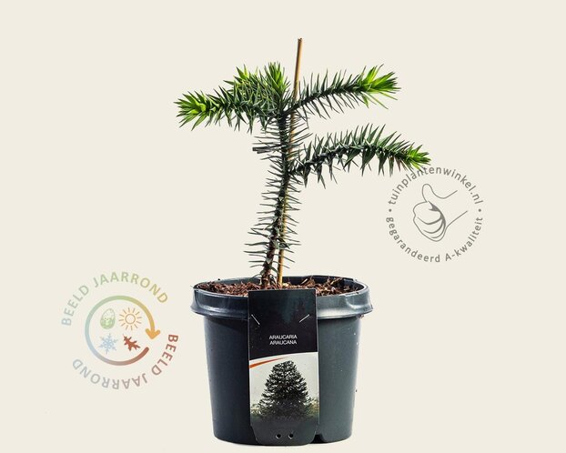 Araucaria araucana
