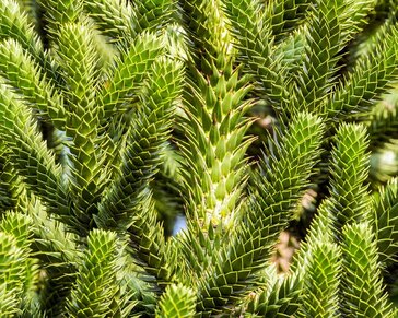 Araucaria araucana