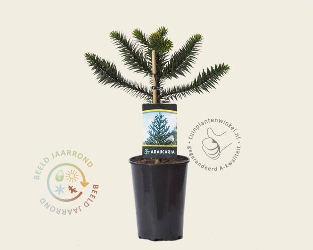 Araucaria araucana