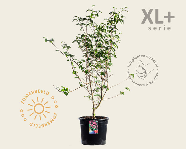 Cornus kousa 'Satomi' - XL+