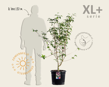 Cornus kousa 'Satomi' - XL+