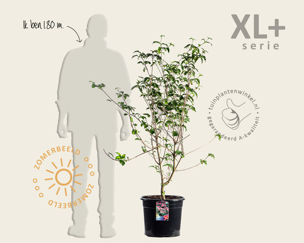 Cornus kousa 'Satomi' - XL+