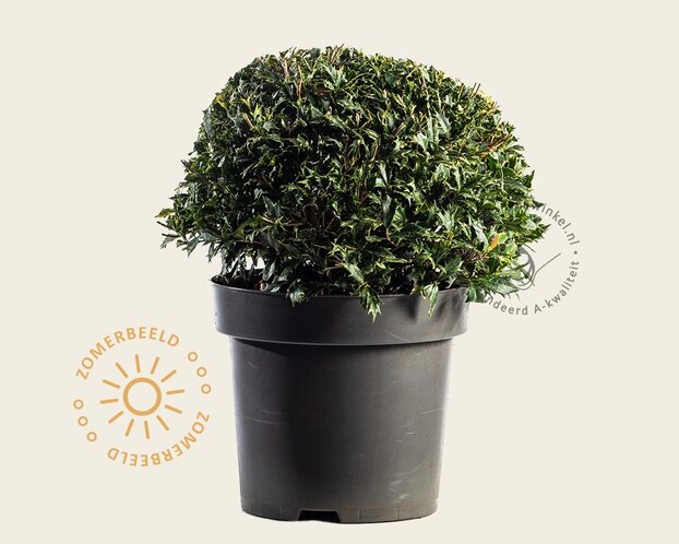 Osmanthus heterophyllus 'Goshiki' - bolvorm