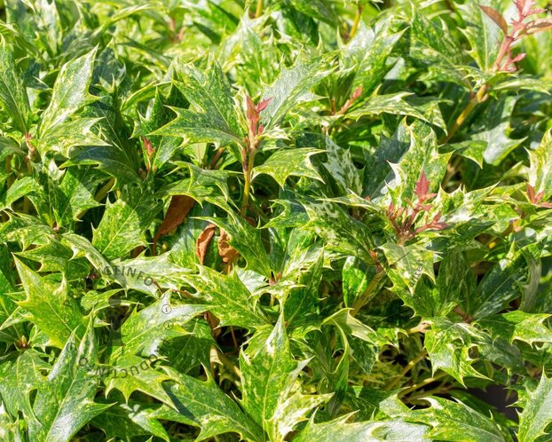 Osmanthus heterophyllus 'Goshiki' - bolvorm