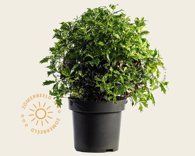 Osmanthus heterophyllus 'Goshiki' - bolvorm
