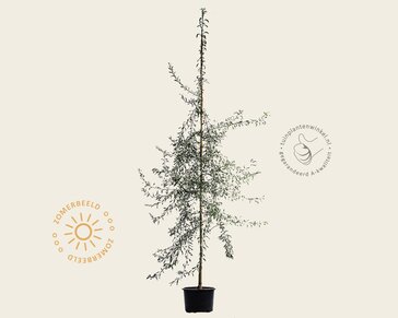 Pyrus salicifolia 'Pendula' - beveerd