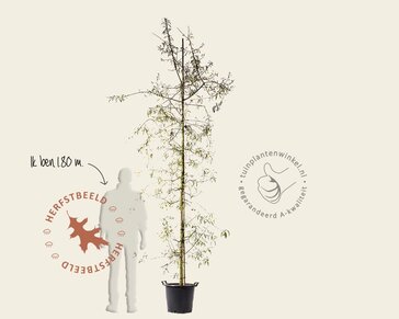 Pyrus salicifolia 'Pendula' - beveerd