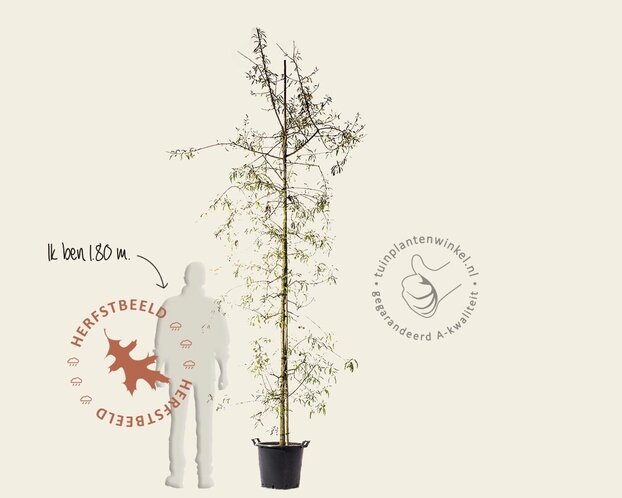 Pyrus salicifolia 'Pendula' - beveerd