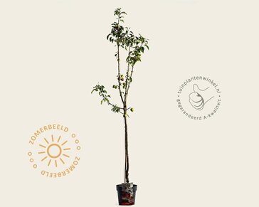 Malus domestica 'Pinova' - halfstam