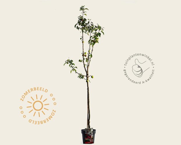 Malus domestica 'Pinova' - halfstam