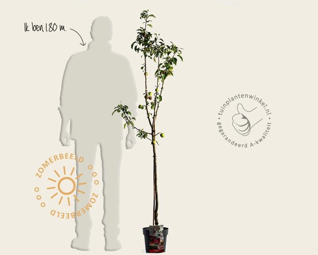 Malus domestica 'Pinova' - halfstam