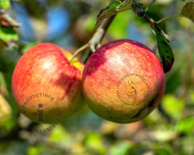 Malus domestica 'Pinova' - halfstam