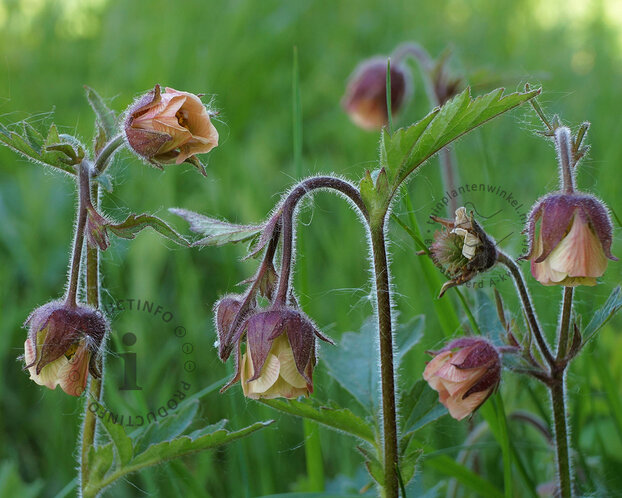 Geum rivale