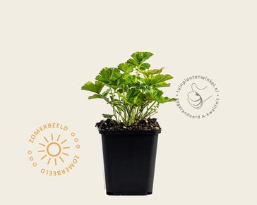 Geum rivale