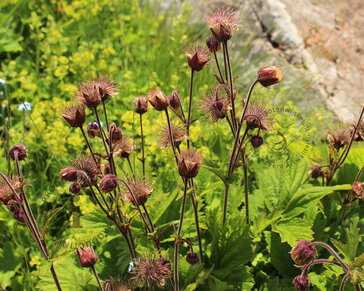 Geum rivale