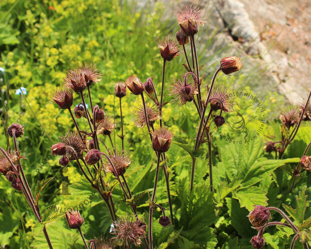 Geum rivale