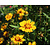 Coreopsis grandiflora 'Sonnenkind'